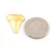 5 Pcs Beautiful Designer Shark Tooth 24k Gold Plated Over Solid Copper 23mmx20mm GPC561 - Tucson Beads